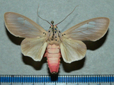 Amerila leucoptera